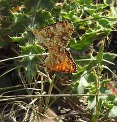 Phyciodes mylitta