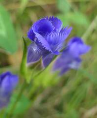 Gentianopsis crinita