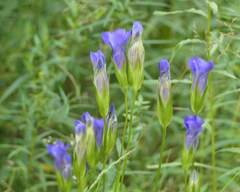 Gentianopsis crinita