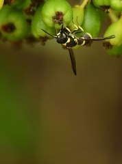 Parancistrocerus