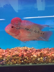 Amphilophus labiatus × cichlasoma trimaculatum