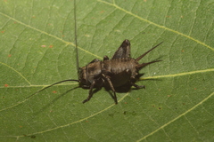 Melanogryllus desertus