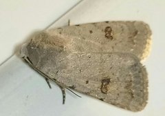 Caradrina kadenii