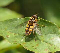 Helophilus fasciatus