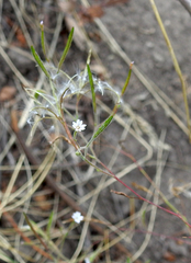 Epilobium brachycarpum