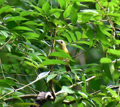 Loriotus luctuosus