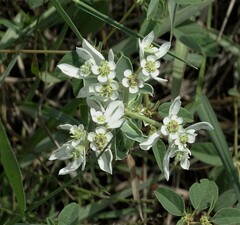 Euphorbia marginata