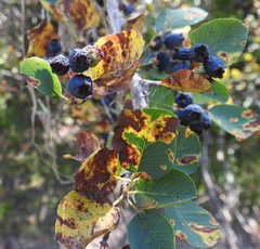 Amelanchier alnifolia