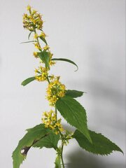 Solidago flexicaulis
