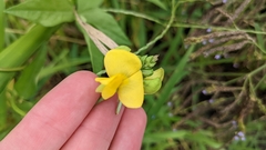 Vigna luteola