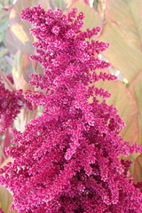 Amaranthus cruentus