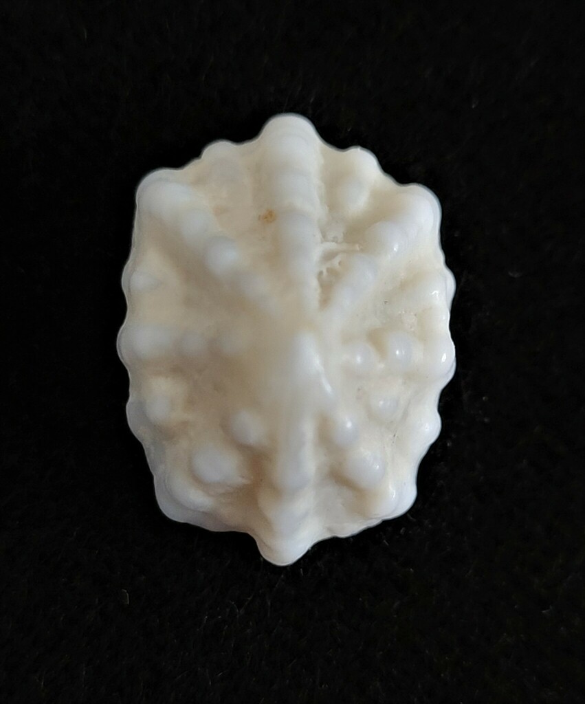 Eight-rib Emarginula