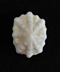 Hemitoma octoradiata