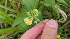 Vigna luteola