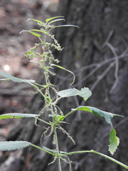 Urtica gracilis