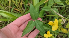 Vigna luteola
