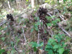 Campanula cervicaria