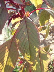 Amaranthus cruentus