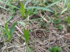 Carpocoris