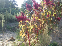 Amaranthus cruentus