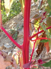 Amaranthus cruentus