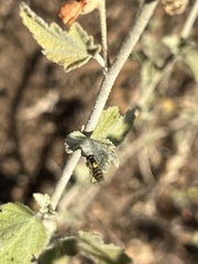Sphaerophoria sulphuripes