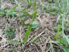 Carpocoris