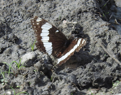 Limenitis weidemeyerii