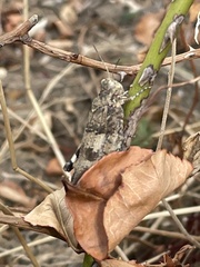 Sphingonotus caerulans