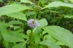Mentha canadensis