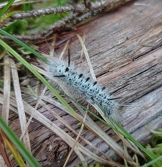 Lophocampa caryae