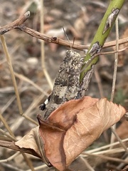 Sphingonotus caerulans