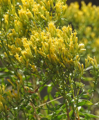 Chrysothamnus viscidiflorus