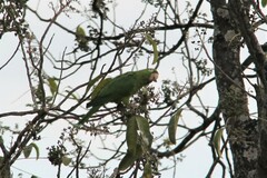Psittacara leucophthalmus