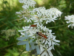 Rhagonycha fulva
