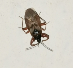 Gastrodes abietum