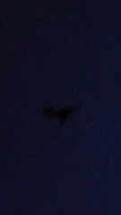 Chiroptera