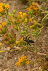 Apiomerus californicus