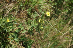 Potentilla inclinata