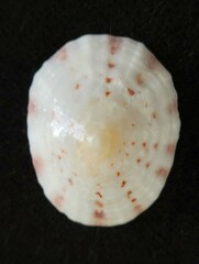 Eoacmaea pustulata