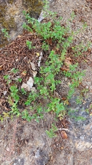 Thymus pulegioides