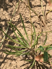 Phemeranthus rugospermus