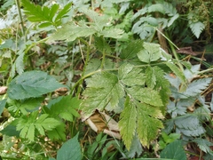 Chaerophyllum hirsutum