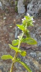 Thymus pulegioides