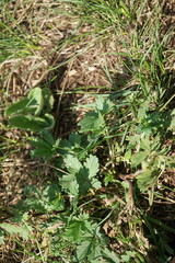 Potentilla inclinata