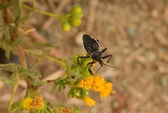 Apiomerus californicus