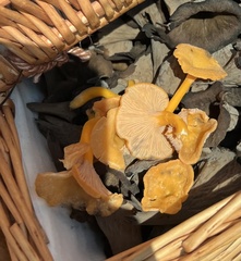 Craterellus ignicolor