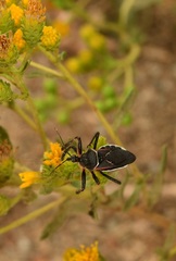 Apiomerus californicus