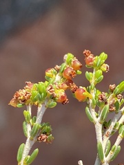Passerina
