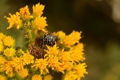 Murgantia histrionica